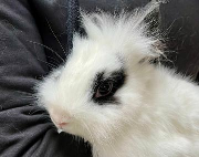 Fundtier Tier-ID 38149