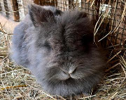 Fundtier Tier-ID 38150