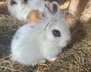 Fundtier Tier-ID 38151