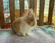 Fundtier Tier-ID 38154