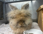 Fundtier Tier-ID 38203