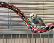 Fundtier Tier-ID 38290