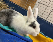 Fundtier Tier-ID 38445