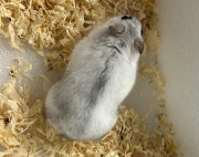 Fundtier Tier-ID 38516