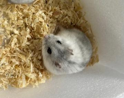 Fundtier Tier-ID 38517