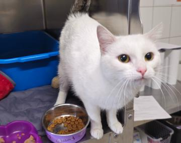 Europäische Hauskatze