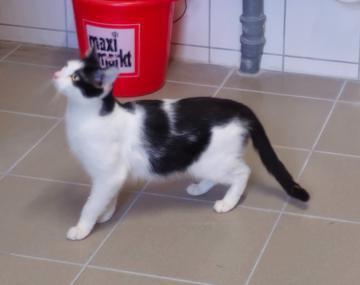 Europäische Hauskatze