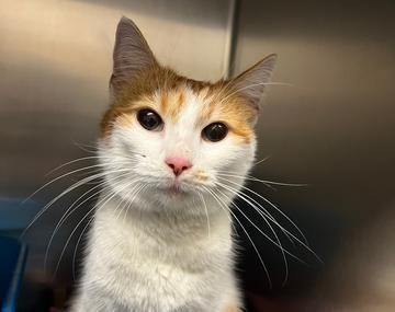 Europäische Hauskatze