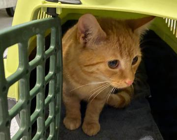 Europäische Hauskatze