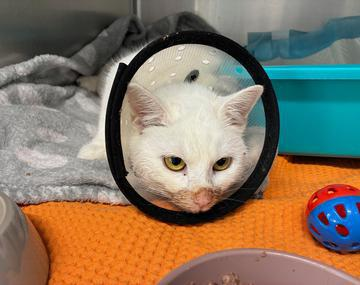 Europäische Hauskatze