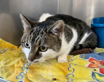 Europäische Hauskatze