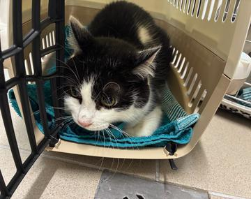 Europäische Hauskatze