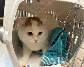 Europäische Hauskatze