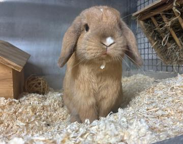 Kaninchen