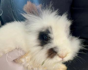 Kaninchen