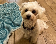 Fundtier Tier-ID 38124