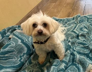 Fundtier Tier-ID 38125