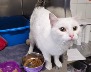 Fundtier Tier-ID 38603