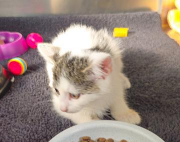 Fundtier Tier-ID 38606