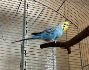 Fundtier Tier-ID 38695