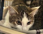 Fundtier Tier-ID 38710