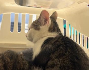 Fundtier Tier-ID 38709