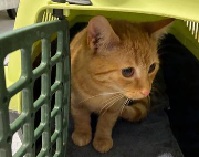 Fundtier Tier-ID 38713