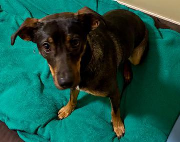 Fundtier Tier-ID 38728