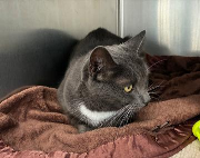 Fundtier Tier-ID 38749