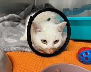 Fundtier Tier-ID 38750