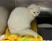 Fundtier Tier-ID 38774