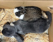 Fundtier Tier-ID 38852