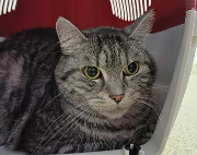 Fundtier Tier-ID 38030