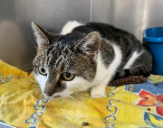 Fundtier Tier-ID 38753