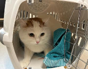 Fundtier Tier-ID 6881