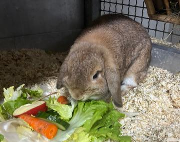 Fundtier Tier-ID 38023