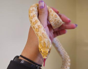 Fundtier Tier-ID 38130