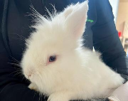 Fundtier Tier-ID 38143