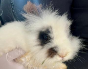 Fundtier Tier-ID 38144