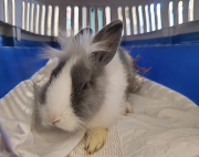 Fundtier Tier-ID 38460