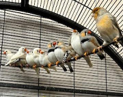 Fundtier Tier-ID 38860