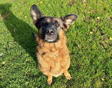 Schäferhund-Mischling