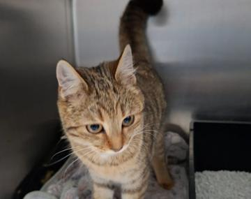 Europäische Hauskatze