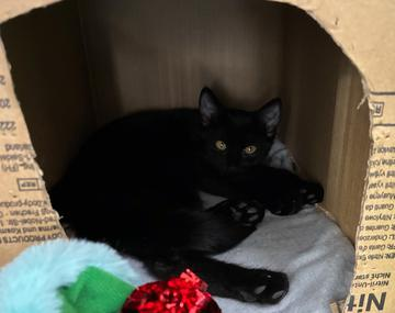 Europäische Hauskatze