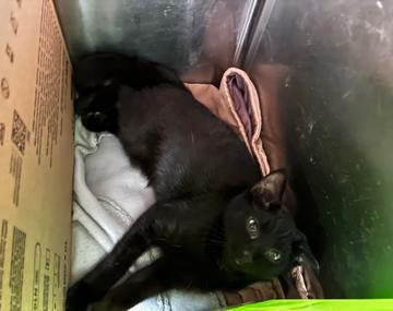 Europäische Hauskatze