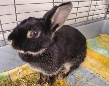 Kaninchen