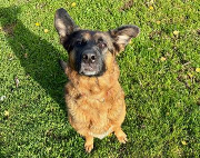 Fundtier Tier-ID 37911