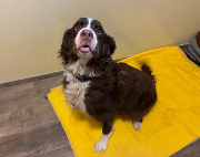 Fundtier Tier-ID 39008