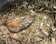 Fundtier Tier-ID 38902