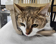 Fundtier Tier-ID 38929